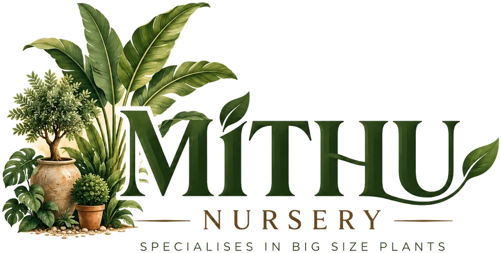Mithu Nursery: specialises in big size plants