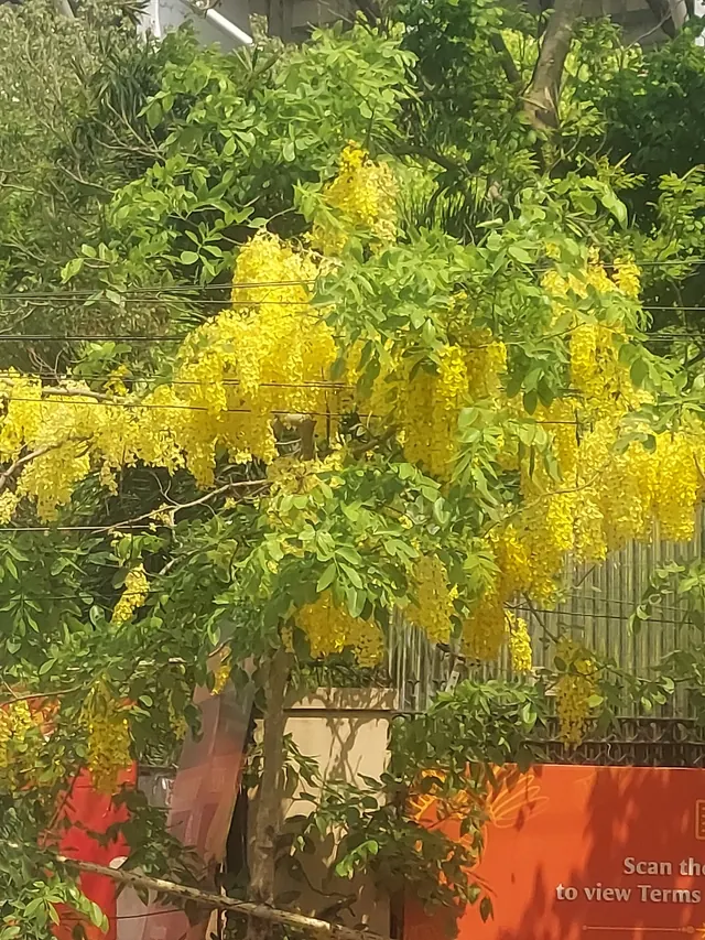 Amaltas (Golden Shower) (Cassia fistula)