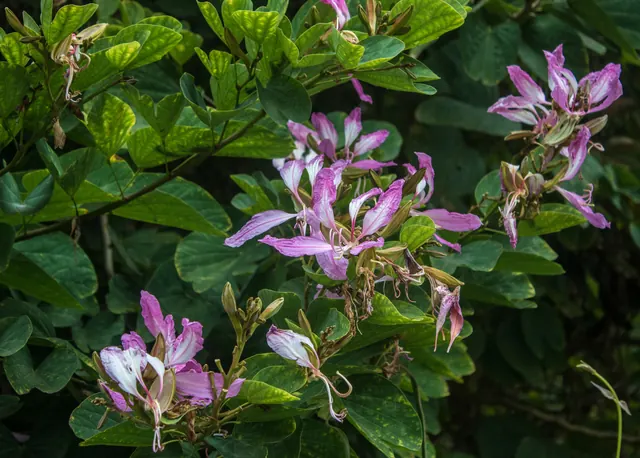 Purple Bauhinia (Bauhinia purpurea)
