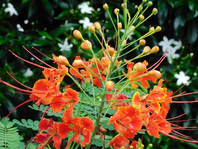 Peacock Flower (Caesalpinia pulcherrima)