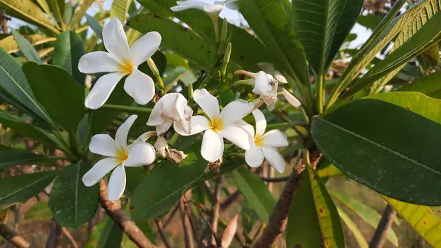 White Champa (Plumeria obtusa)