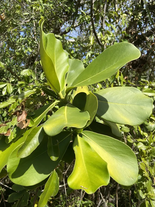 Autograph Tree (Clusia rosea)