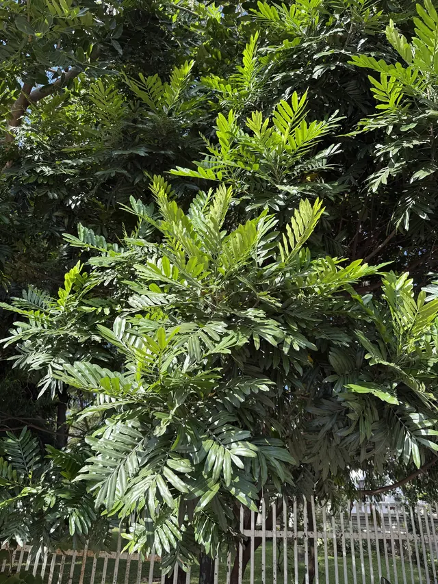Fern Tree (Filicium decipiens)