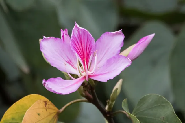 Kachnar (Bauhinia variegata)