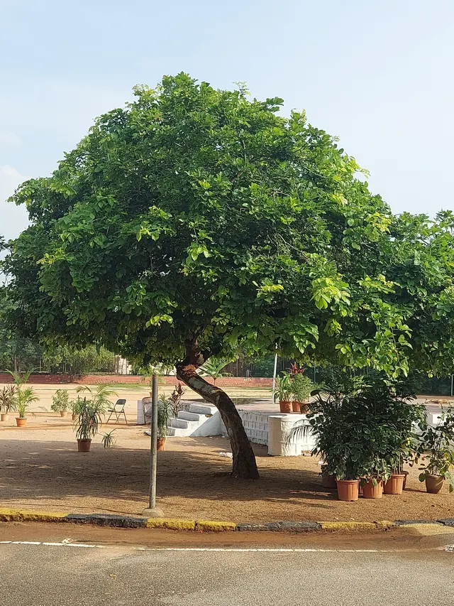 Karanj (Pongamia) (Millettia pinnata)
