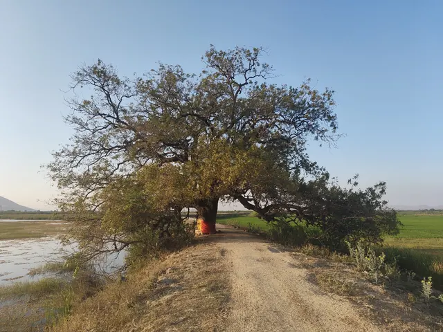 Neem (Azadirachta indica)
