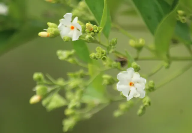 Parijat (Night Jasmine) (Nyctanthes arbor-tristis)