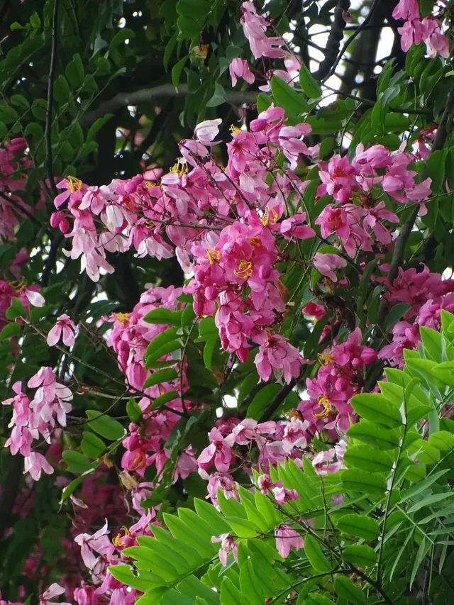 Pink Cassia (Cassia javanica)