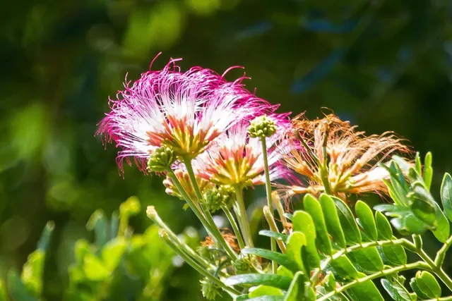Rain Tree (Samanea saman)