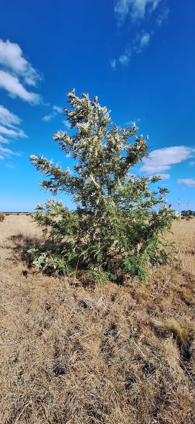 Silver Oak (Grevillea robusta)
