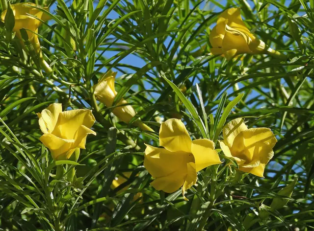 Yellow Oleander (Thevetia peruviana)
