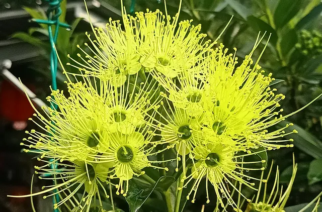 Golden Penda (Xanthostemon chrysanthus)